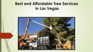 Best Affordable Tree Services in Las Vegas
