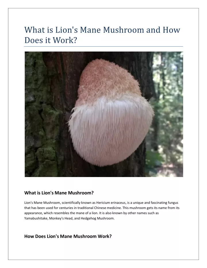 what is lion s mane mushroom and how does it work