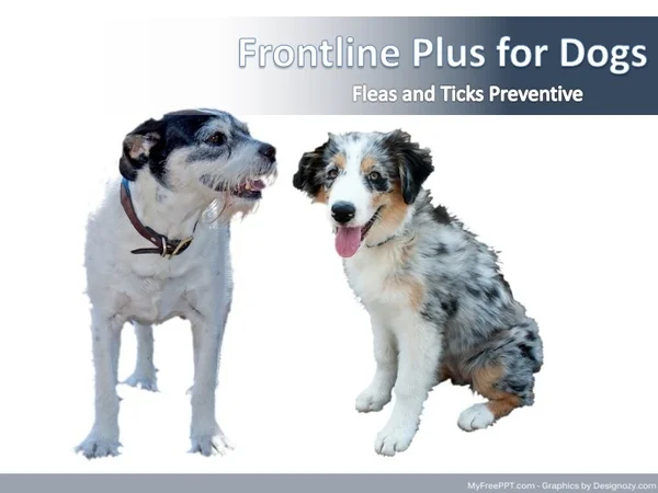 Buy Frontline Plus for Dogs at lowest price online | Pet Care | VetSupply