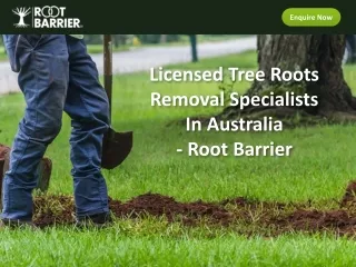Licensed Tree Roots Removal Specialists In Australia - Root Barrier
