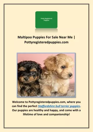 Maltipoo Puppies For Sale Near Me | Pottyregisteredpuppies.com