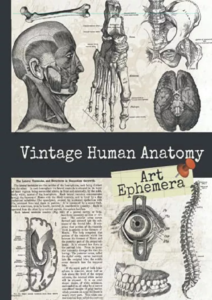 vintage human anatomy art ephemera antique