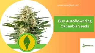 Buy Autoflowering Cannabis Seeds | Jersey Seed Bank