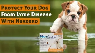 Protect Your Dog From Lyme Disease with Nexgard