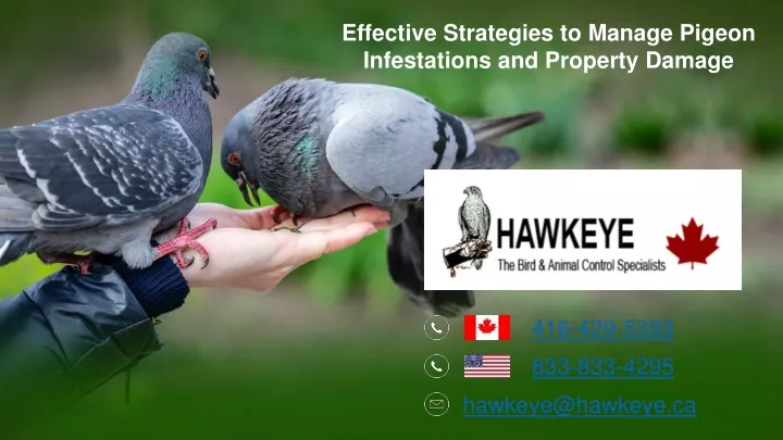 effective strategies to manage pigeon