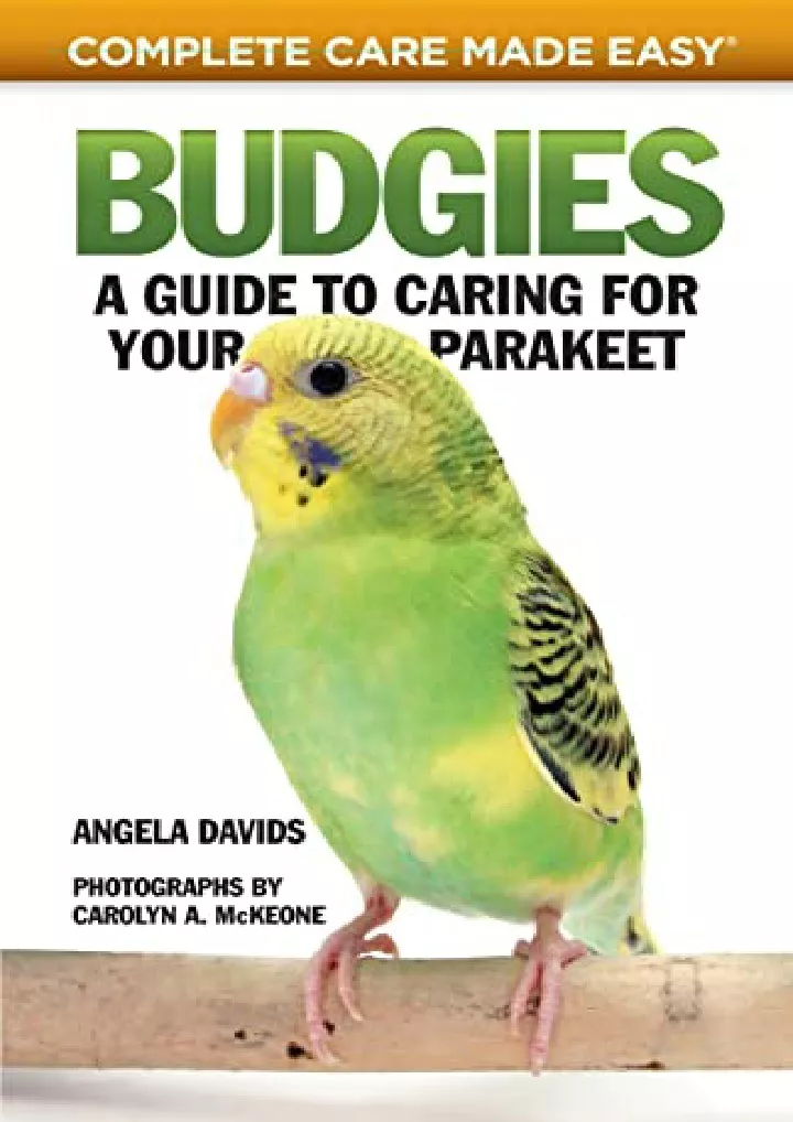 budgies a guide to caring for your parakeet