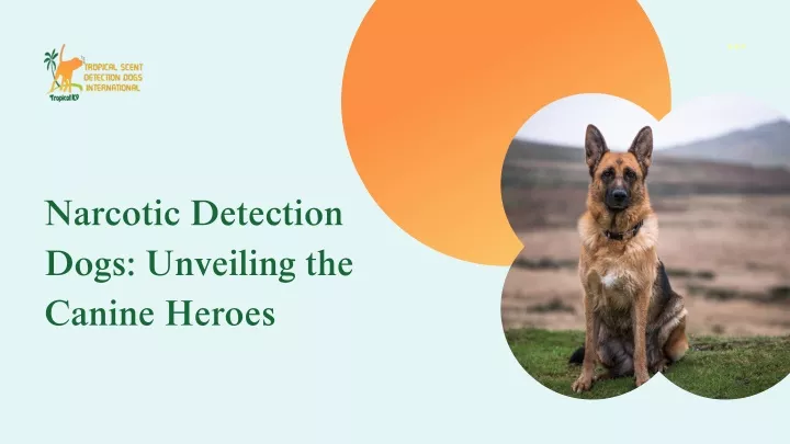 narcotic detection dogs unveiling the canine