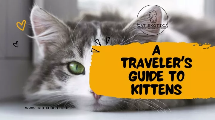 a traveler s guide to kittens