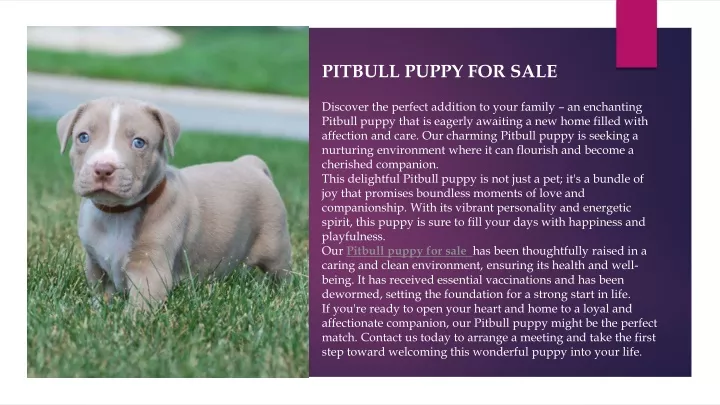 pitbull puppy for sale