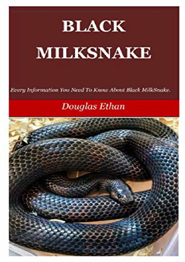 black milksnake every information you need