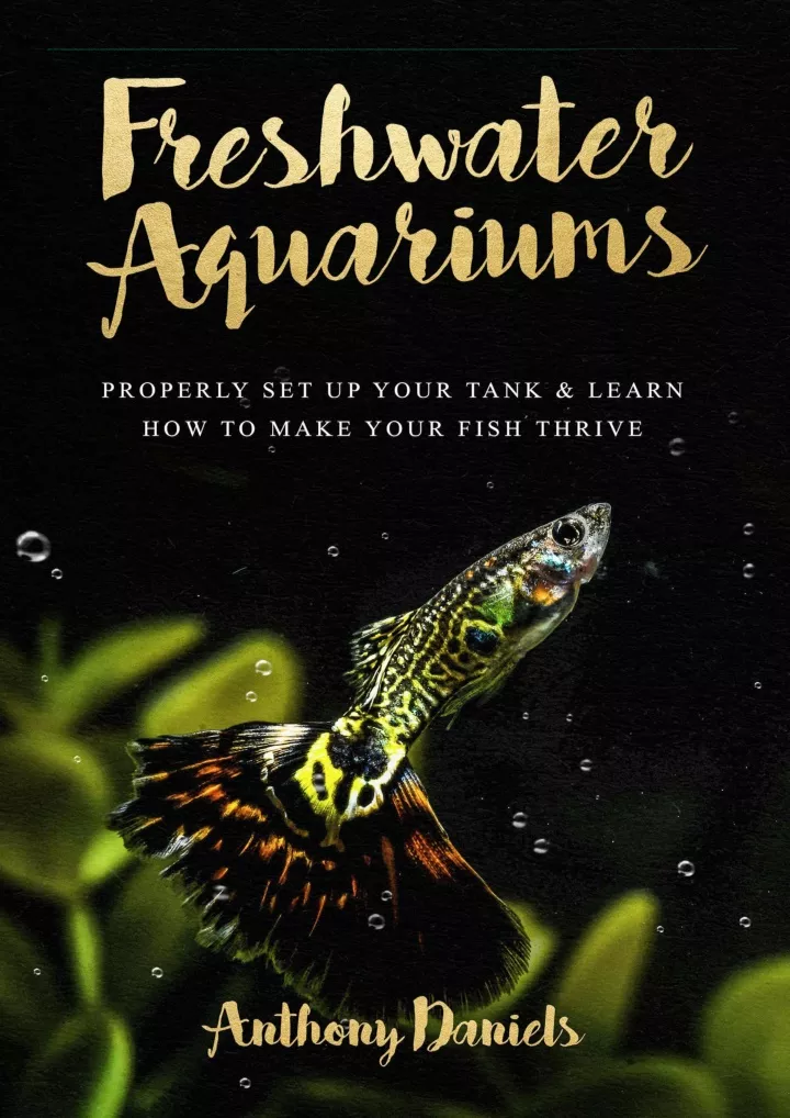 freshwater aquariums properly set up your tank