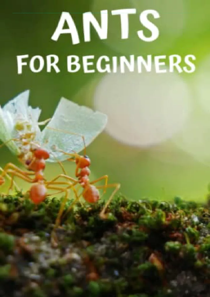 ants for beginners guide to successfully keep