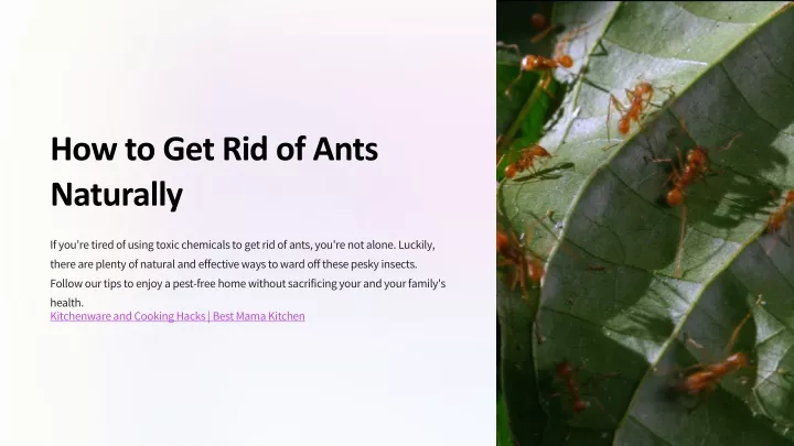 how to get rid of ants naturally