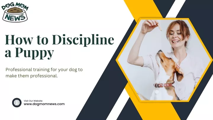 how to discipline a puppy