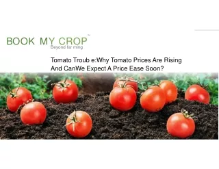 Tomato Trouble Why Tomato Prices Are Rising And Can We Expect A Price Ease Soon