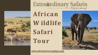 African Wildlife Safari Tour