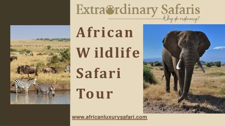 african w i l d l i f e safari tour