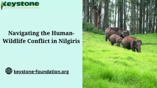 Navigating the Human-Wildlife Conflict in Nilgiris