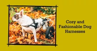 The Coziest, Most Controllable, and Fashionable Dog Harnesses in Australia