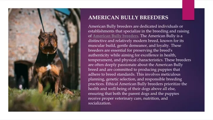 american bully breeders