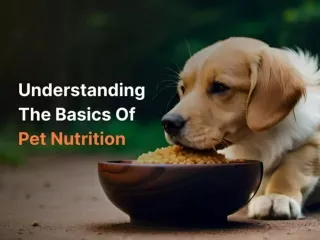 Understanding The Basics Of Pet Nutrition