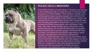 pocket bully breeders