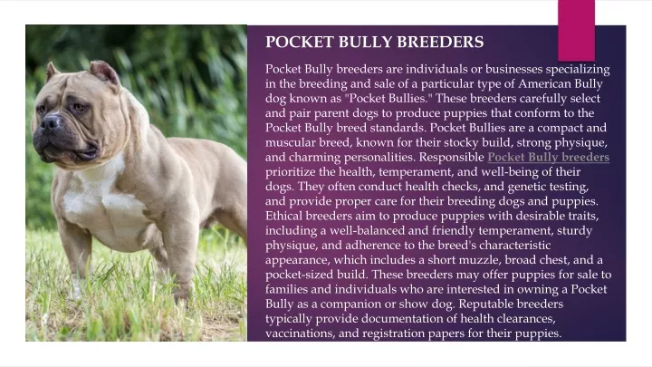 pocket bully breeders