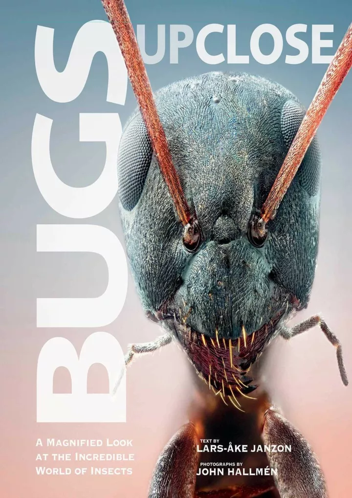 bugs up close a magnified look at the incredible