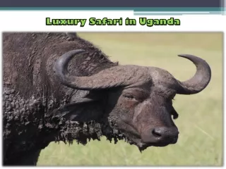 Find Luxury Safari in Uganda