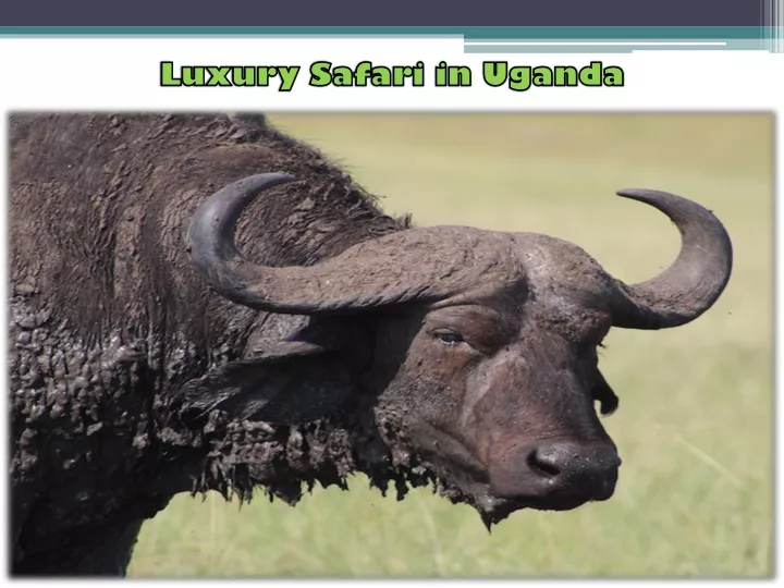 luxury safari in uganda