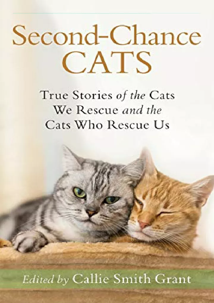 second chance cats true stories of the cats