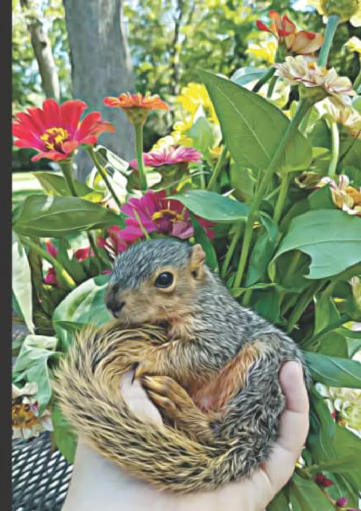 notebook ernest p squirrel with zinnias lined