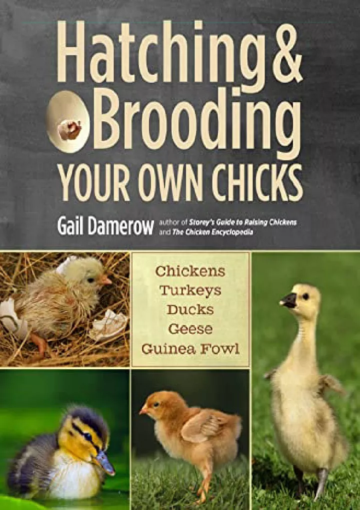 hatching brooding your own chicks chickens