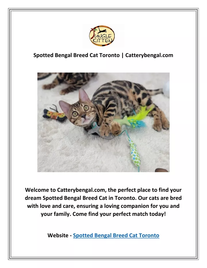 spotted bengal breed cat toronto catterybengal com