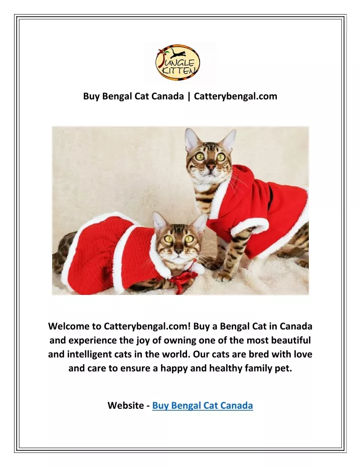 buy bengal cat canada catterybengal com