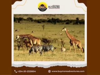 Masai Mara Migration Safari of the Best Quality