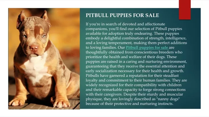 pitbull puppies for sale