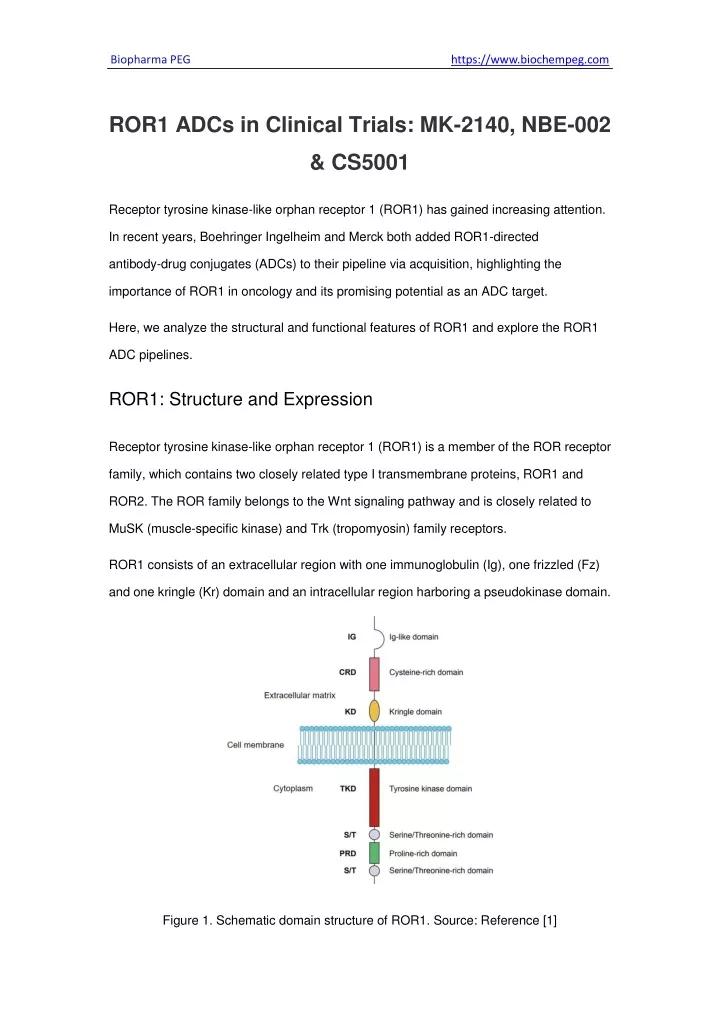 PPT - ROR1 ADCs In Clinical Trials MK-2140, NBE-002 & CS5001 PowerPoint ...