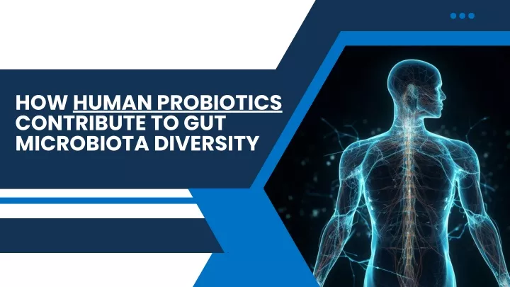 how human probiotics contribute to gut microbiota