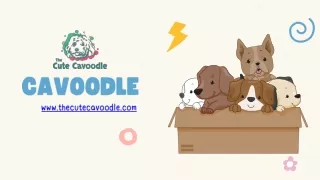 Cavoodle Puppy Nutrition: From Food Selection through Weaning and Sensitivity Co