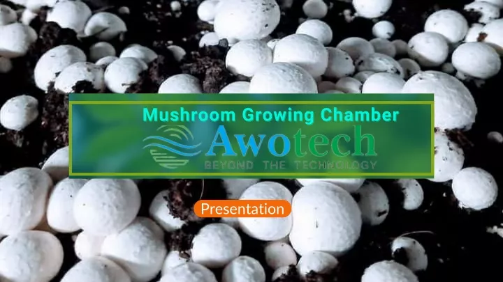 mushroom growing chamber mushroom growing chamber