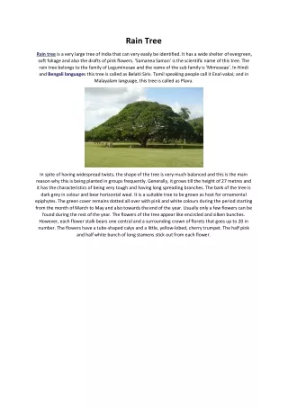 rain tree