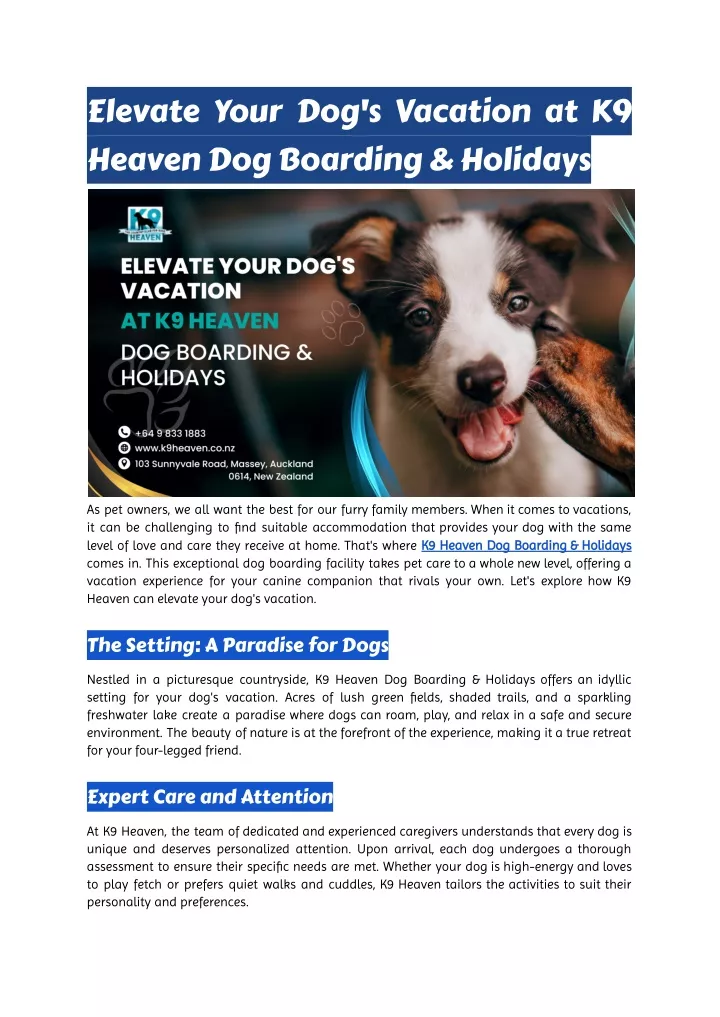 elevate your dog s vacation at k9 heaven