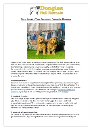 signs you are your cavapoo s favourite hooman