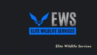 Bat Removal Near Me - Elite Wildlife Services