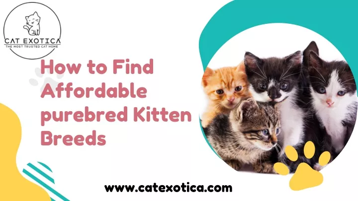 how to find affordable purebred kitten breeds