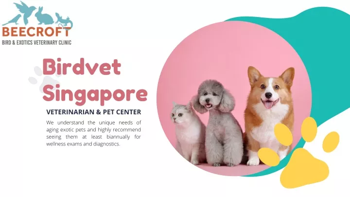 birdvet singapore veterinarian pet center