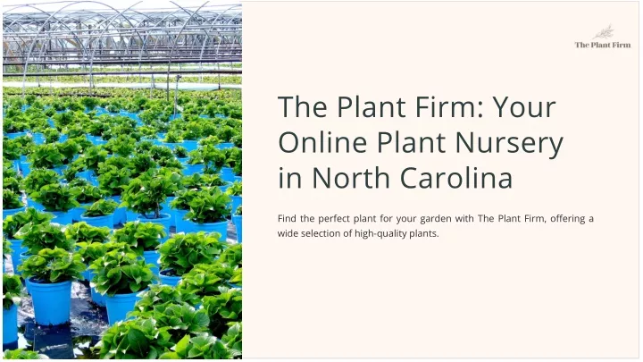 the plant firm your online plant nursery in north