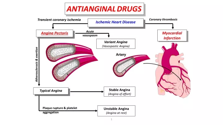 antianginaldrugs
