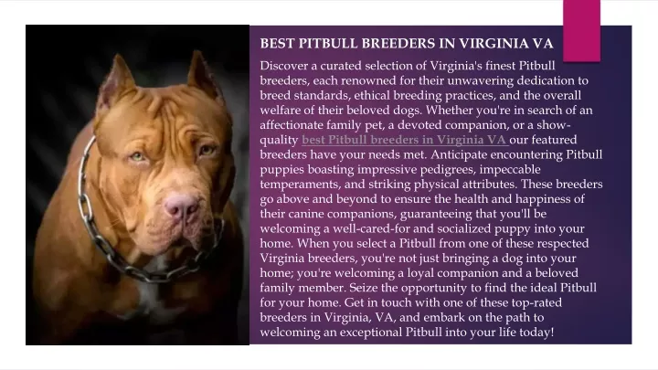 best pitbull breeders in virginia va